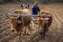 Plowing a field and planting potatoes in Bumthang, Central Bhutan