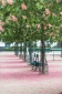 Chestnut trees with fallen petals, Place Dauphine, Paris