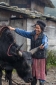 Brokpa woman saddling a buffalo used for transportation in the village of Sakteng, Eastern Bhutan