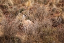Guanaco at Awana Kancha, near Cusco, Peru