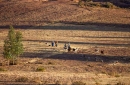 Inca women, girl and dog herding llamas and sheep, Sacred Valley countryside near Cusco, Peru